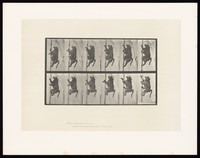 view A monkey climbing. Collotype after Eadweard Muybridge, 1887.