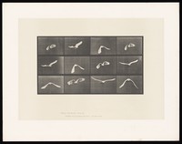 view A parrot flying. Collotype after Eadweard Muybridge, 1887.