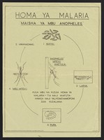 view The life cycle of the mosquito that causes malaria fever. Colour lithograph by the Division of Health Education, ca, 2000.