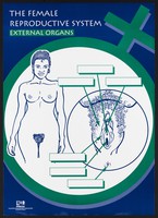 view A woman's body beside a diagram of her reproductive organs. Colour lithograph by Planned Parenthood Association of South Africa, ca. 2000.