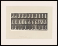 view A woman walking, wearing a sheer dress. Collotype after Eadweard Muybridge, 1887.