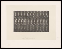 view A naked woman walking with a basket on her head. Collotype after Eadweard Muybridge, 1887.