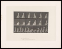 view A clothed woman walking and bending to lift a handkerchief with her right hand. Collotype after Eadweard Muybridge, 1887.