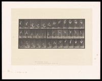 view A clothed woman crouching to pick up a basket from the ground, straightening, lifting it onto her head and turning. Collotype after Eadweard Muybridge, 1887.