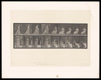 view A clothed woman walks up to a chair, sits down on it, opens a fan and fans herself. Collotype after Eadweard Muybridge, 1887.