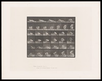 view A naked woman is lying on the ground on her right side reading a pamphlet, supporting herself on her elbows. She pushes herself up towards a standing position, pamphlet in her right hand. Collotype after Eadweard Muybridge, 1887.