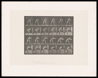 view A naked man stands, hands resting on his knees. He straightens up and stretches over to his left to catch a ball. Collotype after Eadweard Muybridge, 1887.