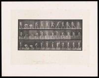 view A man in a posing pouch bends, picks up a rock, lifts it to shoulder height, throws it with his right hand, staggers slightly onto his right leg then stands. Collotype after Eadweard Muybridge, 1887.