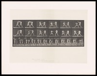 view Two men in posing pouches stand, facing one another, fists raised and exchange blows. Collotype after Eadweard Muybridge, 1887.