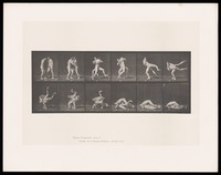 view Two naked men face one another and grapple: one lifts the other, swinging him round his body on to the ground then lowers himself on top of him. Collotype after Eadweard Muybridge, 1887.