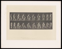 view A naked woman walks to a chair and picks up an undergarment. Collotype after Eadweard Muybridge, 1887.