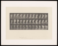 view A naked woman puts on an undergarment. Collotype after Eadweard Muybridge, 1887.