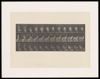 view A semi-naked woman sits on a chair and puts on a stocking. Collotype after Eadweard Muybridge, 1887.