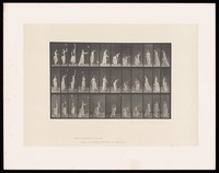 view A clothed woman tries to catch a falling handkerchief then picks it up from the ground. Collotype after Eadweard Muybridge, 1887.