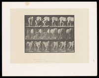 view A naked man shoes a horse. Collotype after Eadweard Muybridge, 1887.