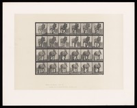 view A horse walking. Collotype after Eadweard Muybridge, 1887.