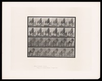 view A horse walking, pulling something. Collotype after Eadweard Muybridge, 1887.