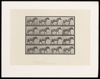 view A horse walking, pulling something. Collotype after Eadweard Muybridge, 1887.