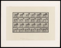 view A horse walking, pulling something. Collotype after Eadweard Muybridge, 1887.