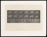 view A horse walking, pulling something. Collotype after Eadweard Muybridge, 1887.