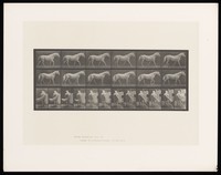 view A horse walking. Collotype after Eadweard Muybridge, 1887.