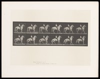 view A clothed man rides a horse. Collotype after Eadweard Muybridge, 1887.