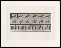 view A clothed man riding a horse. Collotype after Eadweard Muybridge, 1887.