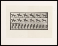 view A clothed man riding a horse. Collotype after Eadweard Muybridge, 1887.