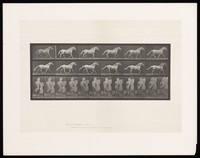 view A horse cantering. Collotype after Eadweard Muybridge, 1887.