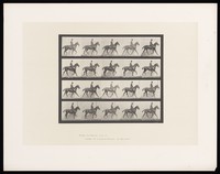 view A clothed man riding a saddled horse. Collotype after Eadweard Muybridge, 1887.