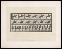 view A clothed man riding a horse. Collotype after Eadweard Muybridge, 1887.