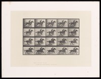 view A clothed man riding a saddled horse. Collotype after Eadweard Muybridge, 1887.