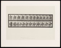 view A clothed man riding a horse bareback. Collotype after Eadweard Muybridge, 1887.