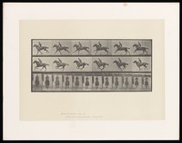 view A clothed man riding a saddled horse. Collotype after Eadweard Muybridge, 1887.