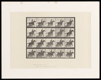 view A clothed man riding a saddled horse jumps a hurdle. Collotype after Eadweard Muybridge, 1887.