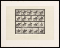 view A clothed man riding a saddled horse jumps a hurdle. Collotype after Eadweard Muybridge, 1887.