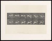 view A clothed man riding a saddled horse jumps a hurdle and knocks it down. Collotype after Eadweard Muybridge, 1887.