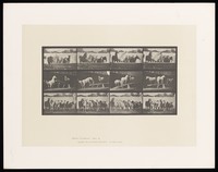 view Six horses ring bells held in their mouths, three climb onto a seesaw and nine turn their heads to the right. Collotype after Eadweard Muybridge, 1887.