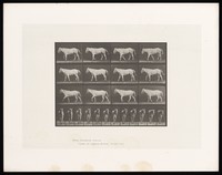 view A horse walking. Collotype after Eadweard Muybridge, 1887.