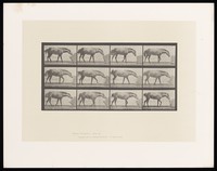 view A horse rolls a box along the ground with its muzzle. Collotype after Eadweard Muybridge, 1887.