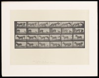 view A clothed man tries various ways to force a mule to move without success. Collotype after Eadweard Muybridge, 1887.