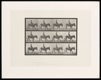 view A clothed boy rides an ass bareback. Collotype after Eadweard Muybridge, 1887.