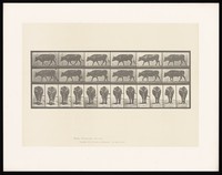 view An ox walking. Collotype after Eadweard Muybridge, 1887.