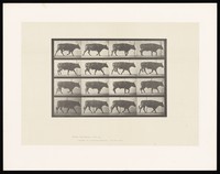 view An ox walking. Collotype after Eadweard Muybridge, 1887.