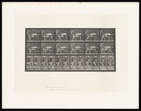 view A goat walking, pulling a two-wheeled sulky with a boy in it. Collotype after Eadweard Muybridge, 1887.