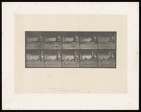 view An oryx running. Collotype after Eadweard Muybridge, 1887.
