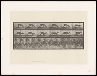 view A deer running. Collotype after Eadweard Muybridge, 1887.