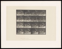 view A fallow deer running. Collotype after Eadweard Muybridge, 1887.