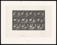 view Two fallow deer running. Collotype after Eadweard Muybridge, 1887.