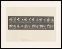 view A group of fallow deer running. Collotype after Eadweard Muybridge, 1887.